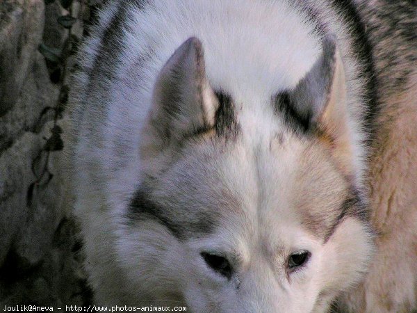 Photo de Husky siberien