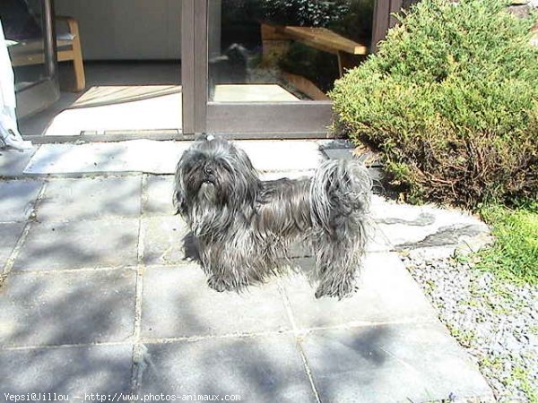 Photo de Lhassa apso