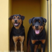 Photo de Rottweiler