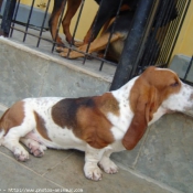 Photo de Basset hound