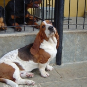 Photo de Basset hound