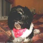 Photo de Shih tzu