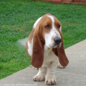 Photo de Basset hound