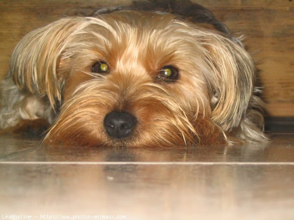 Photo de Yorkshire terrier