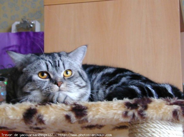 Photo de British shorthair