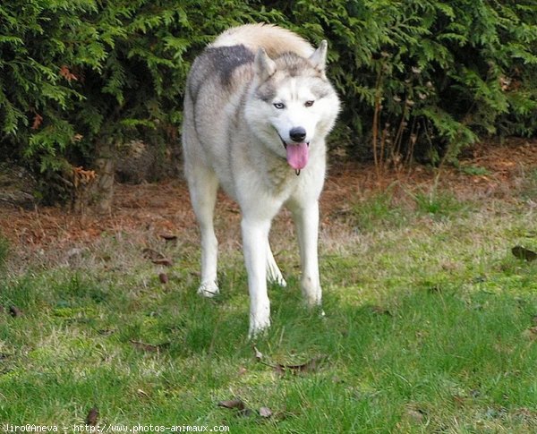 Photo de Husky siberien