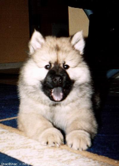 Photo d'Eurasier