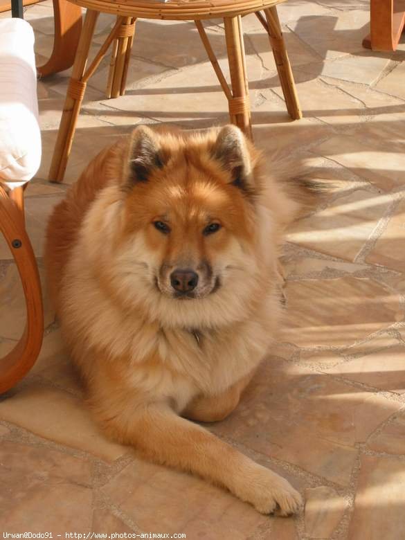 Photo d'Eurasier