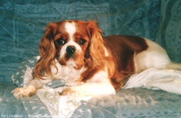 Photo de Cavalier king charles spaniel