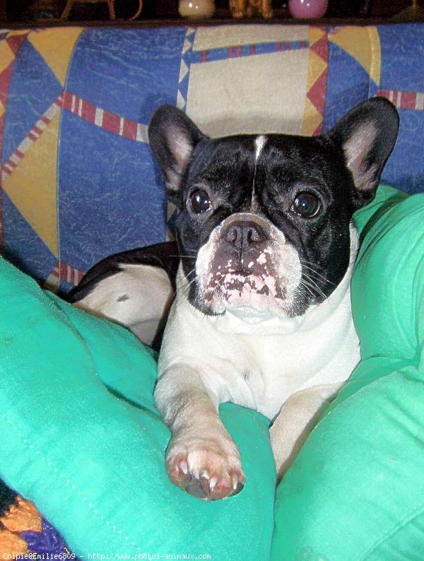 Photo de Bouledogue franais