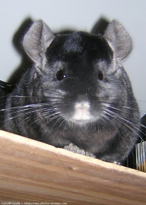 Photo de Chinchilla