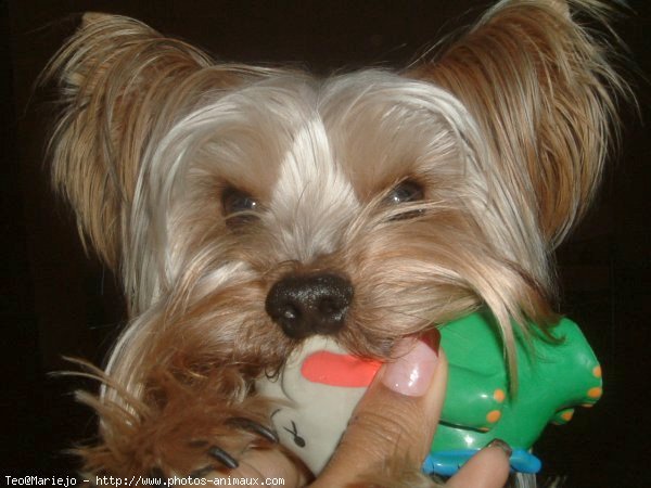 Photo de Yorkshire terrier