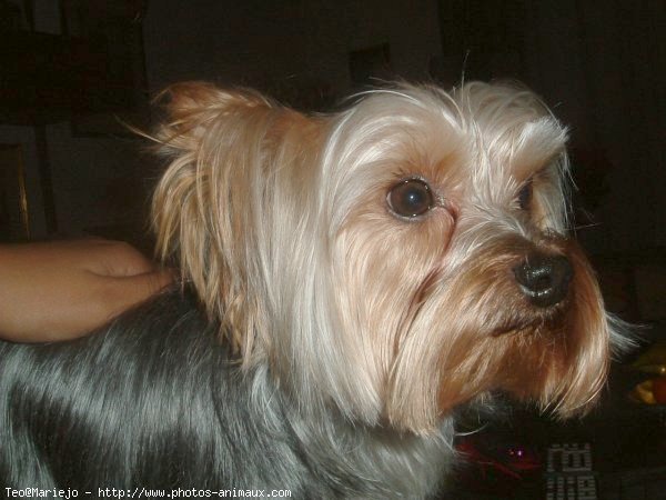 Photo de Yorkshire terrier