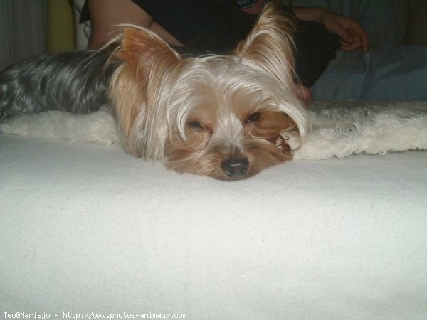 Photo de Yorkshire terrier