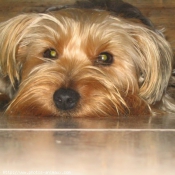 Photo de Yorkshire terrier