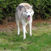 Photo de Husky siberien