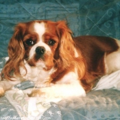 Photo de Cavalier king charles spaniel