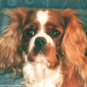 Photo de Cavalier king charles spaniel