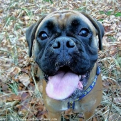 Photo de Boxer