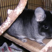 Photo de Chinchilla