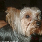 Photo de Yorkshire terrier