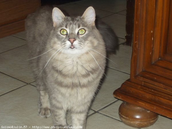 Photo de Maine coon