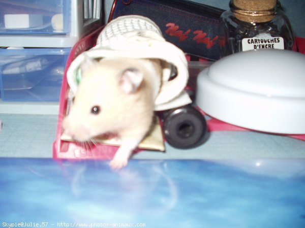 Photo de Hamster