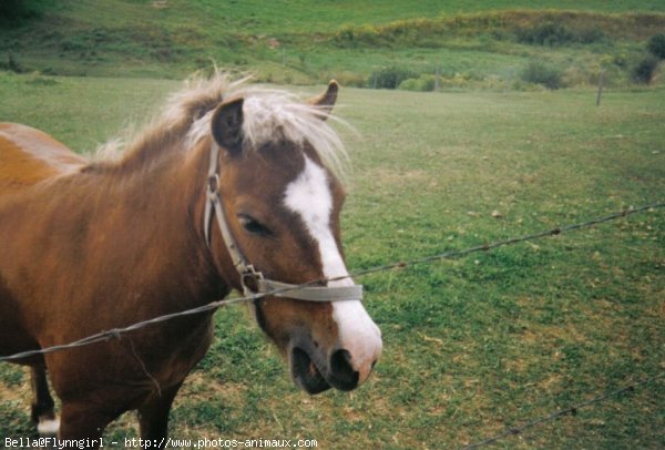 Photo de Races diffrentes