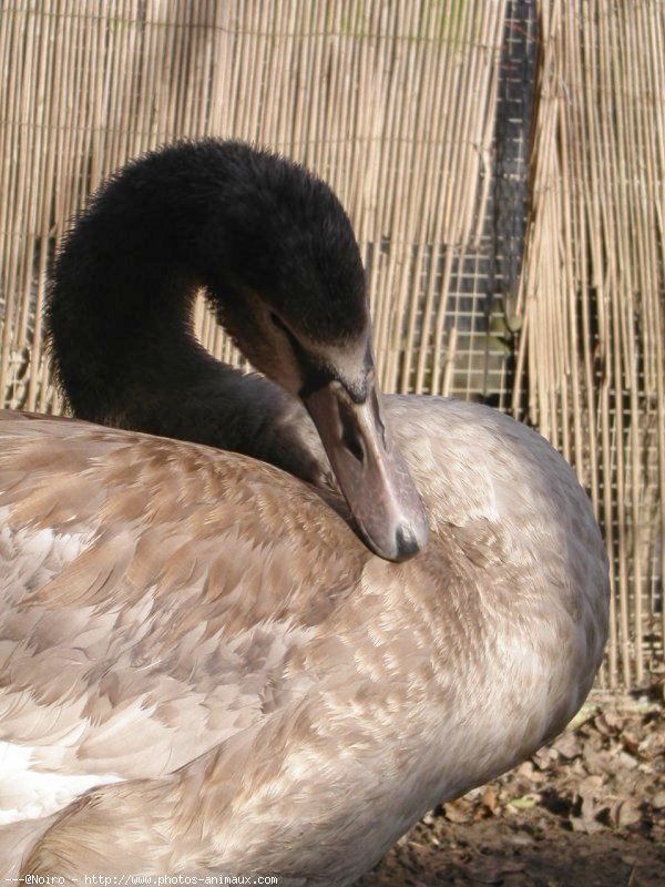 Photo de Cygne