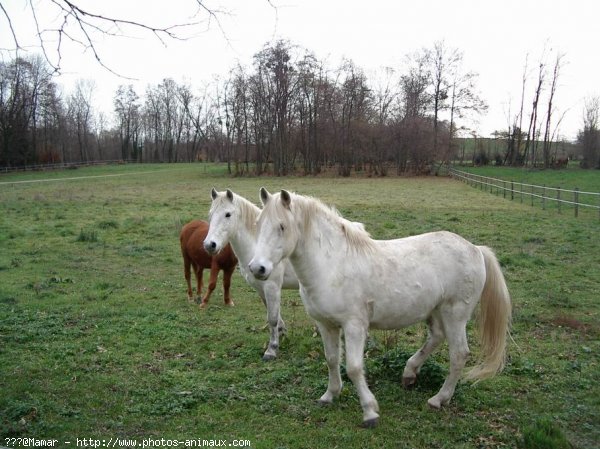 Photo de Camargue