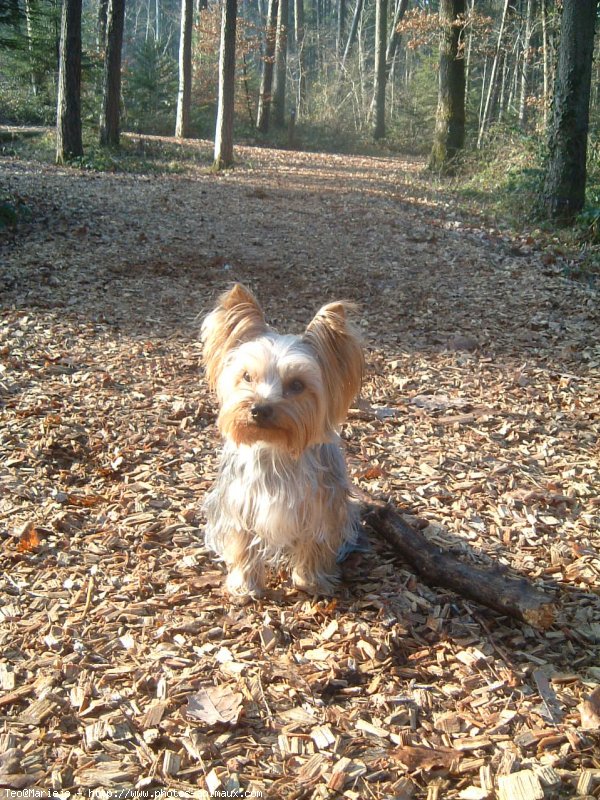 Photo de Yorkshire terrier