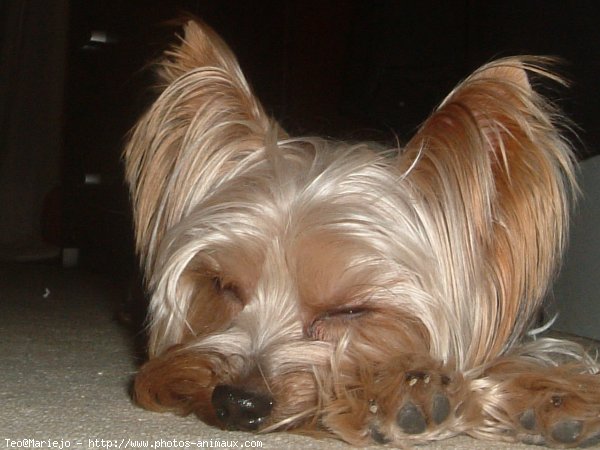 Photo de Yorkshire terrier