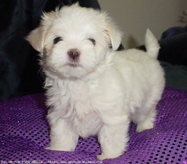 Photo de Bichon maltais