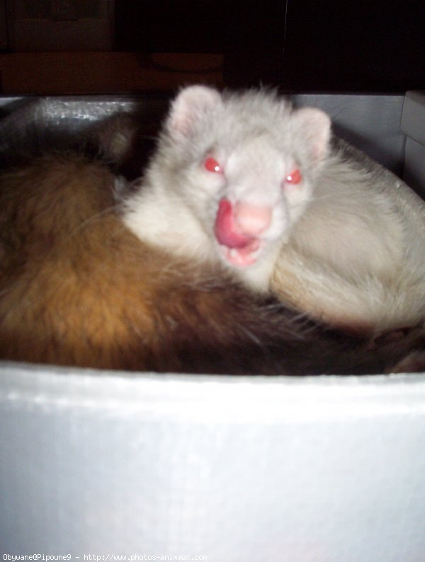 Photo de Furet