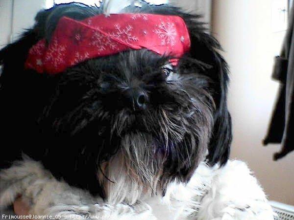 Photo de Shih tzu