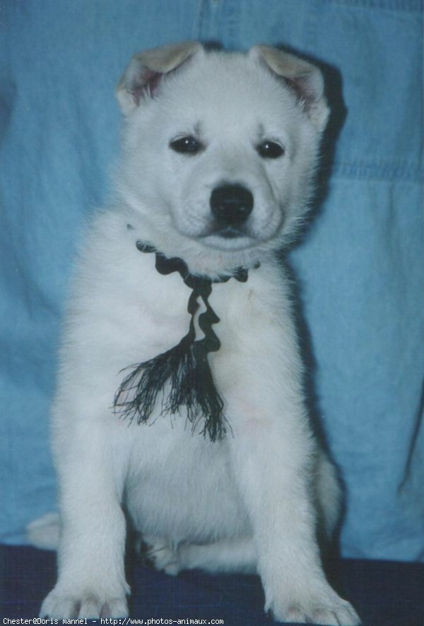 Photo de Berger blanc suisse