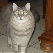 Photo de Maine coon