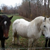 Photo de Percheron