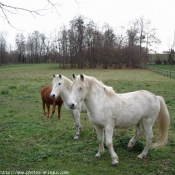 Photo de Camargue