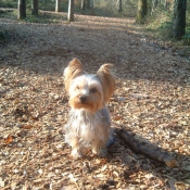 Photo de Yorkshire terrier