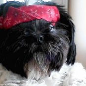 Photo de Shih tzu