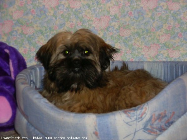 Photo de Shih tzu