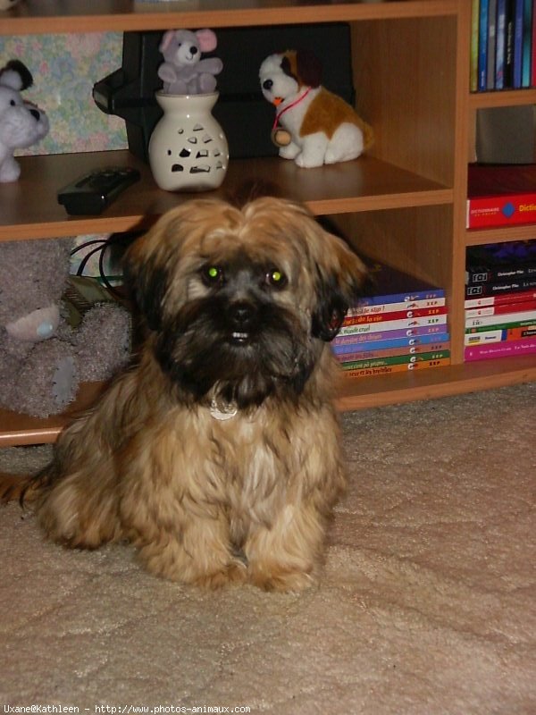 Photo de Shih tzu