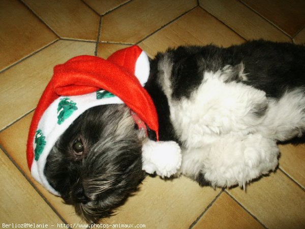 Photo de Lhassa apso