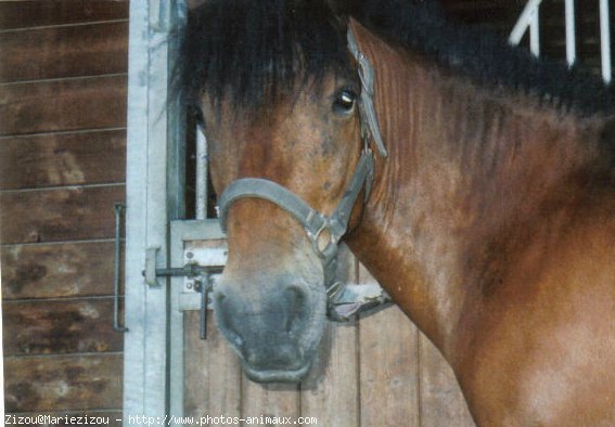 Photo de Poney franais de selle