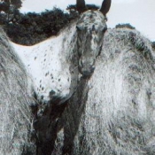 Photo d'Appaloosa