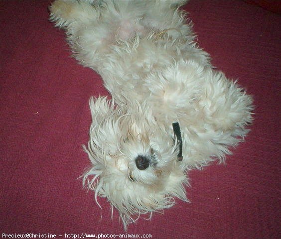 Photo de Bichon maltais