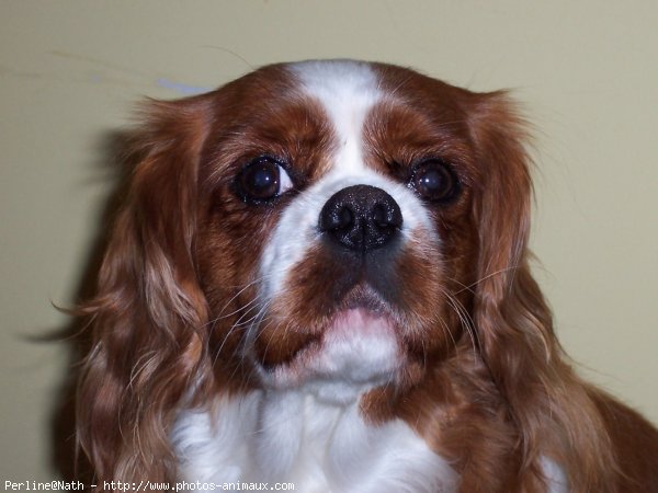 Photo de Cavalier king charles spaniel