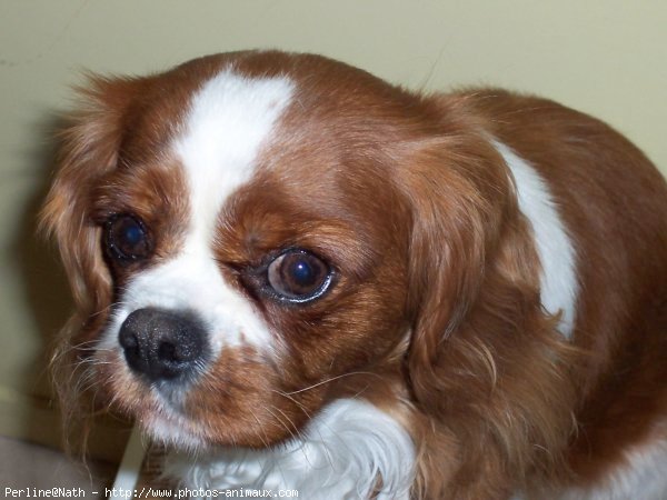 Photo de Cavalier king charles spaniel