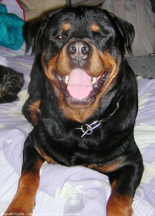 Photo de Rottweiler